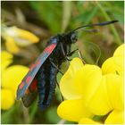 Sechsfleck-Widderchen - Zygaena filipendulae