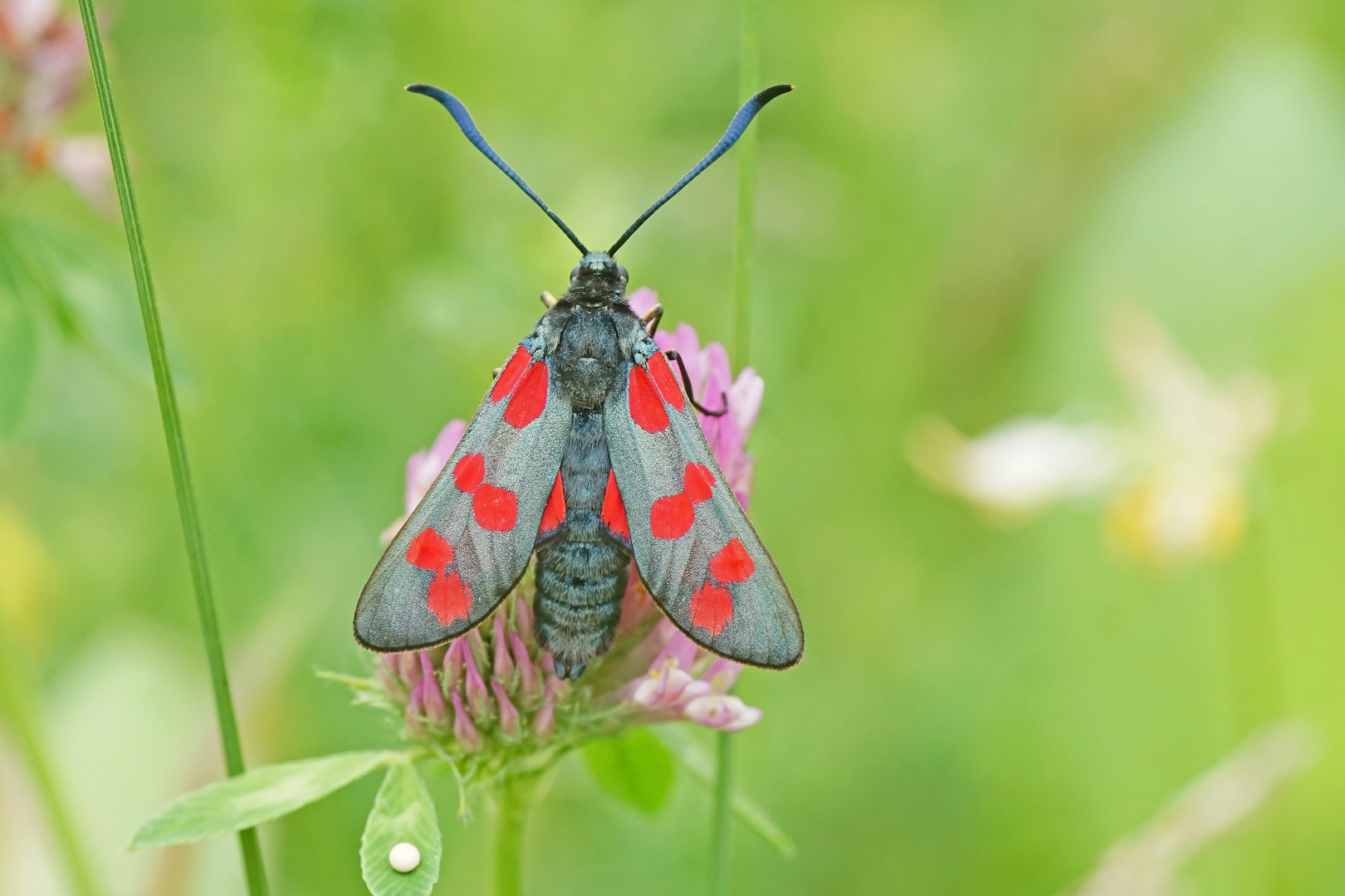 Sechsfleck-Widderchen (Zygaena filipendulae)