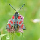 Sechsfleck-Widderchen (Zygaena filipendulae)