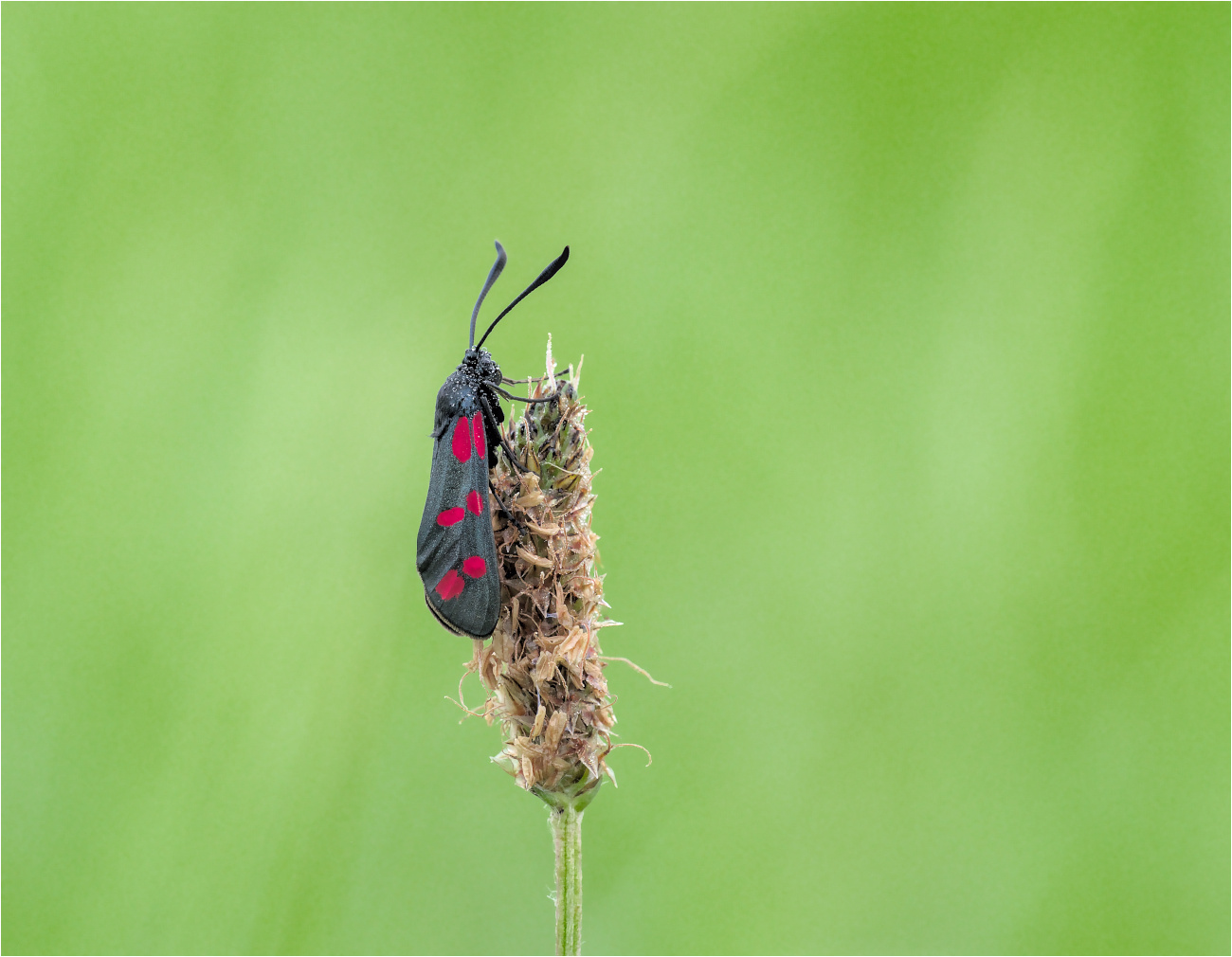 Sechsfleck-Widderchen (Zygaena filipendulae)