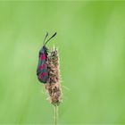 Sechsfleck-Widderchen (Zygaena filipendulae)