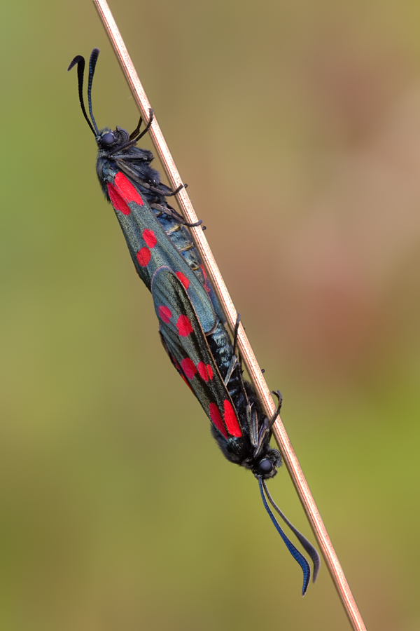 Sechsfleck-Widderchen (Zygaena filipendulae)