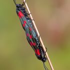 Sechsfleck-Widderchen (Zygaena filipendulae)