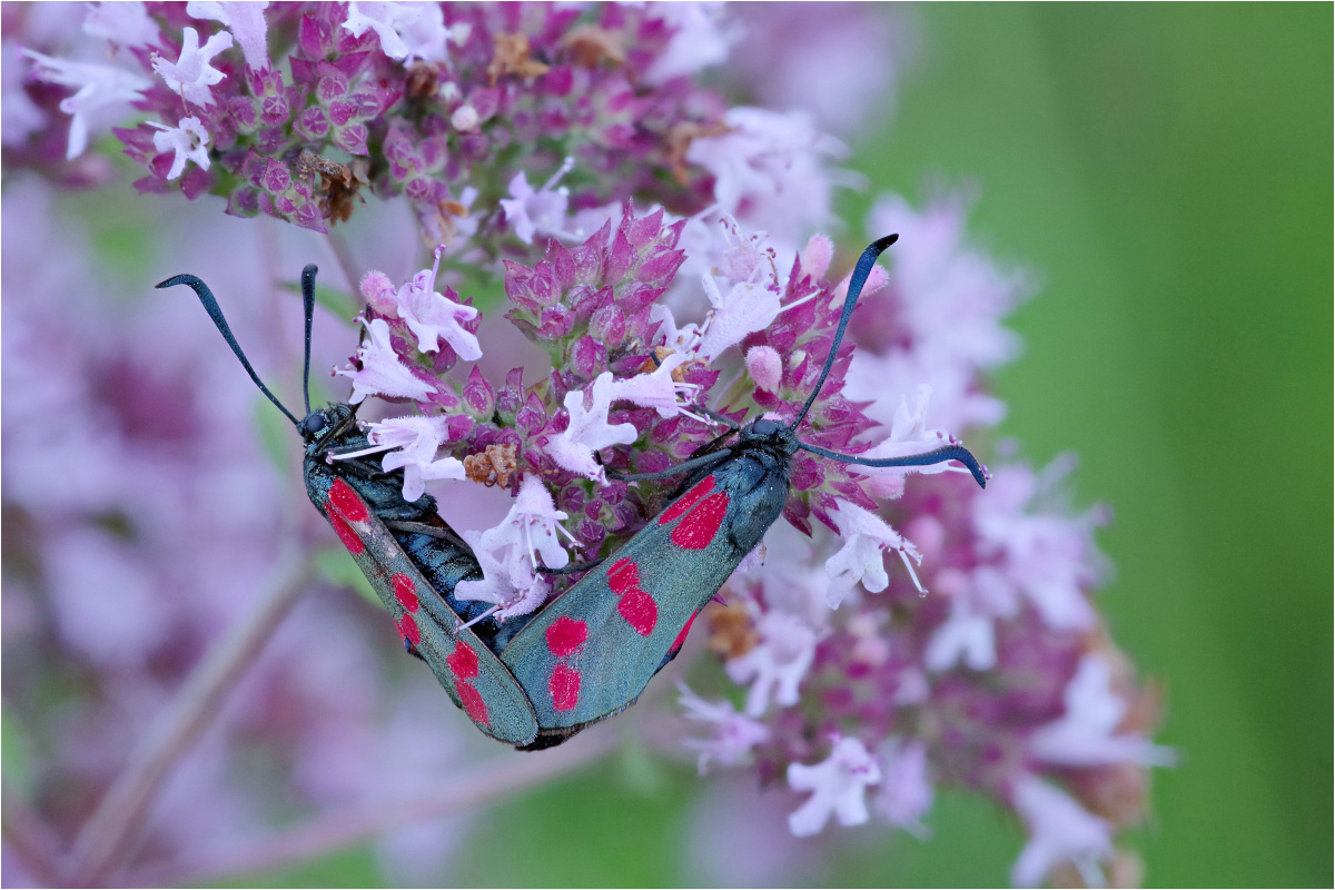 Sechsfleck-Widderchen (Zygaena filipendulae)