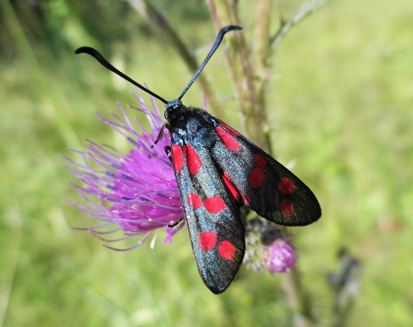 Sechsfleck-Widderchen (Zygaena filipendulae)