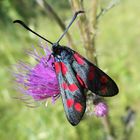 Sechsfleck-Widderchen (Zygaena filipendulae)