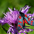 Sechsfleck-Widderchen (Zygaena filipendulae)