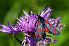 Sechsfleck-Widderchen (Zygaena filipendulae)