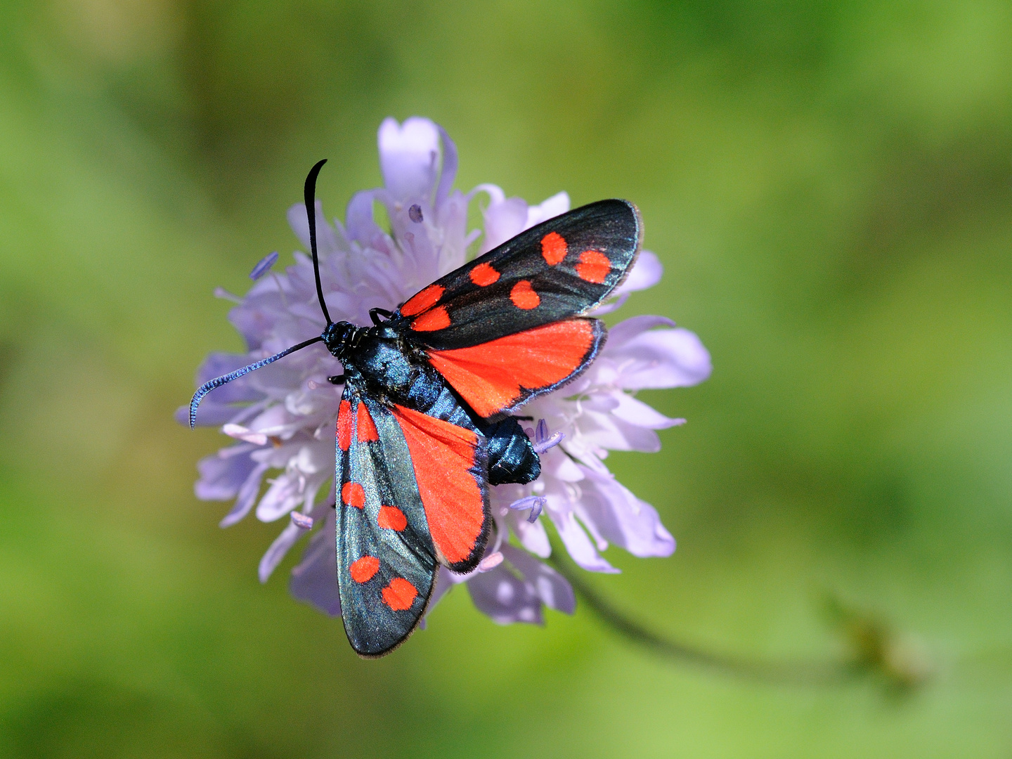 Sechsfleck-Widderchen (Zygaena filipendulae)