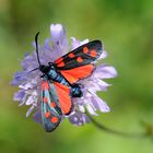 Sechsfleck-Widderchen (Zygaena filipendulae)