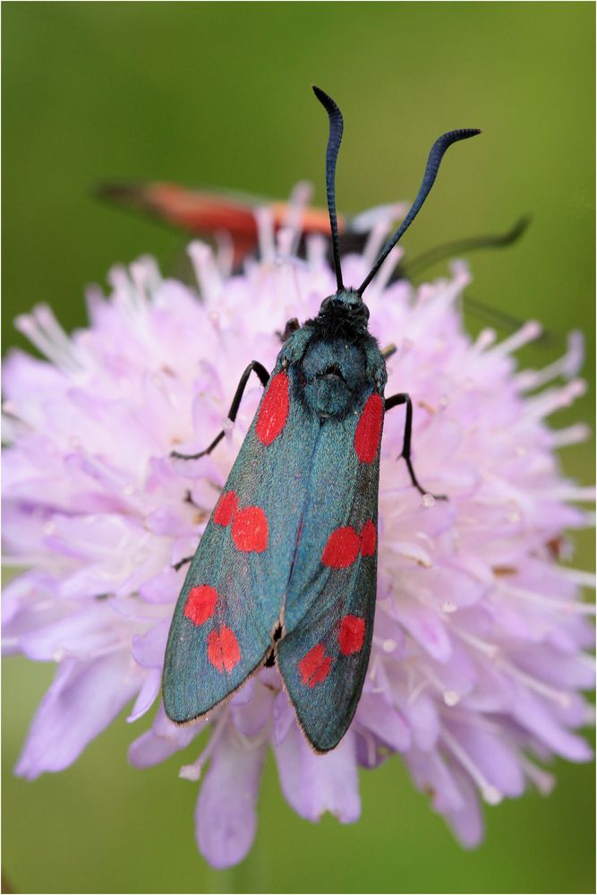 Sechsfleck-Widderchen (Zygaena filipendulae)