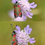 Sechsfleck-Widderchen (Zygaena filipendulae)