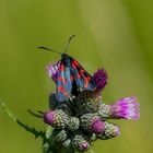 Sechsfleck-Widderchen (Zygaena filipendulae)