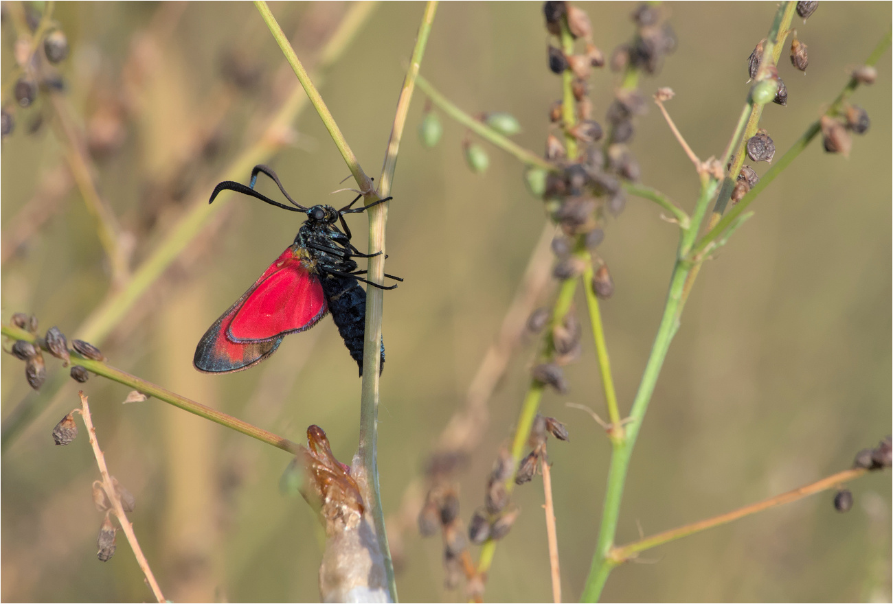 Sechsfleck-Widderchen (Zygaena filipendulae), frisch geschlüpft