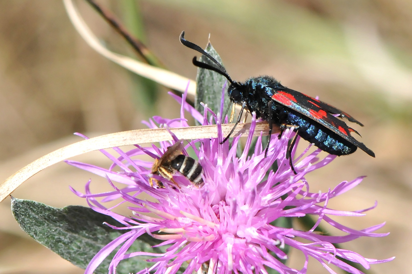 Sechsfleck-Widderchen (Zygaena filipendulae) Profil