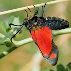 Sechsfleck-Widderchen (Zygaena filipendulae): So verbringt es die Nacht!