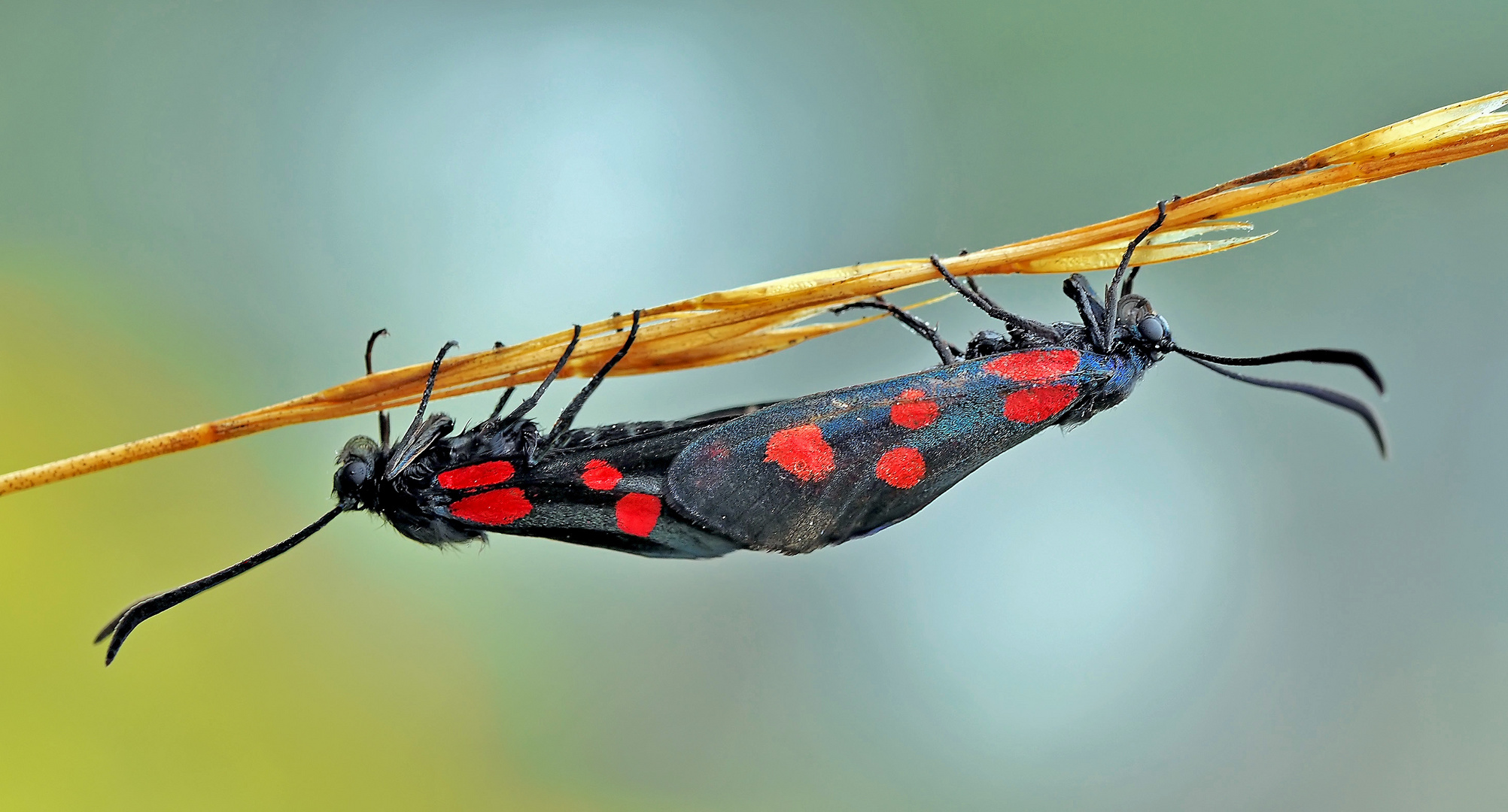 Sechsfleck-Widderchen (Zygaena filipendulae) vom Wind hin und her geschaukelt!