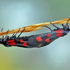 Sechsfleck-Widderchen (Zygaena filipendulae) vom Wind hin und her geschaukelt!