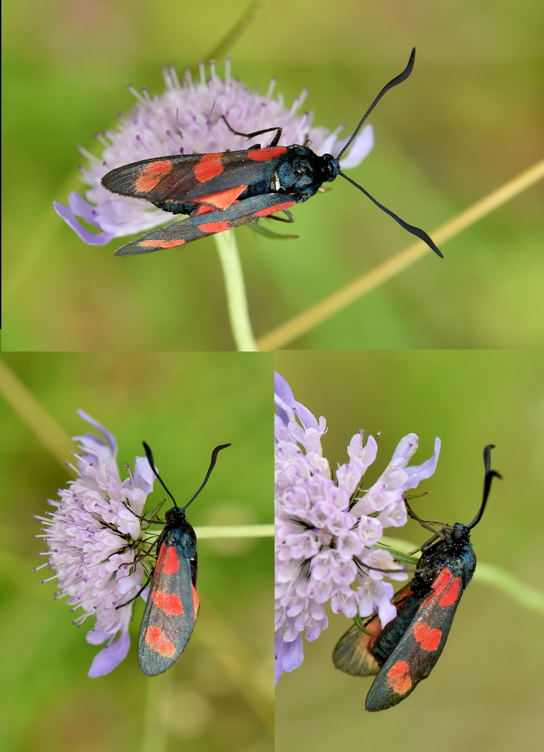 Sechsfleck-Widderchen (Zygaena filipendulae) Weibchen