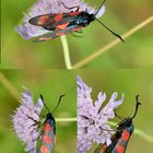 Sechsfleck-Widderchen (Zygaena filipendulae) Weibchen