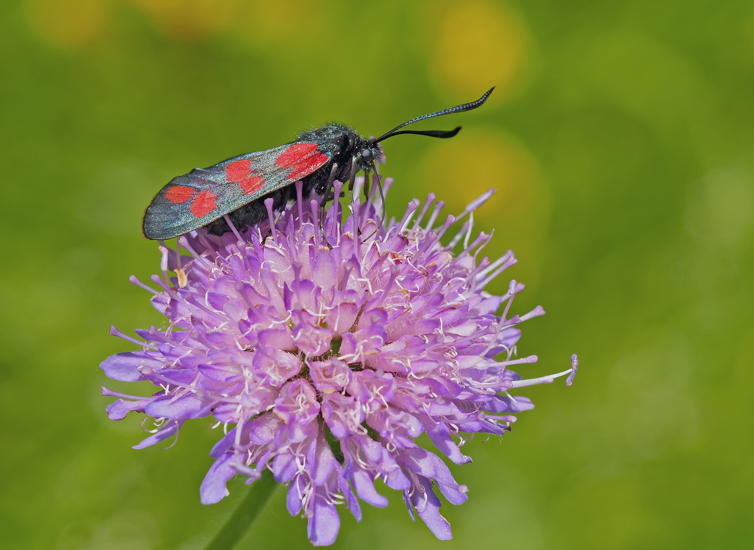 Sechsfleck-Widderchen (Zygaena filipendulae) - Zygène de la filipendule. 