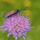 Sechsfleck-Widderchen (Zygaena filipendulae) - Zygène de la filipendule. 