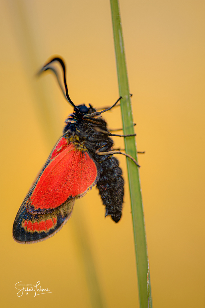 Sechsfleck Widerchen 