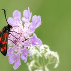 Sechsfleckwidderchen auf Blüte