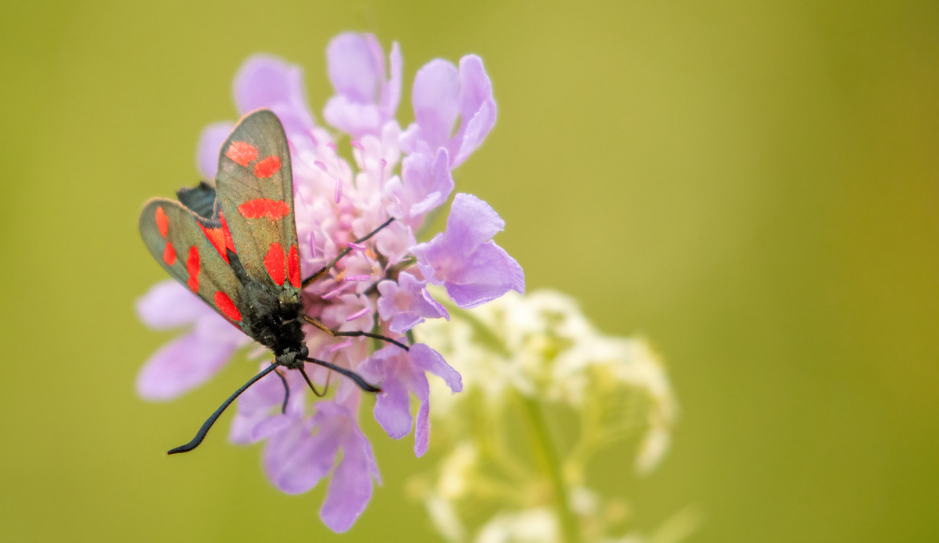 Sechsfleckwidderchen auf Blüte