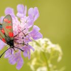Sechsfleckwidderchen auf Blüte