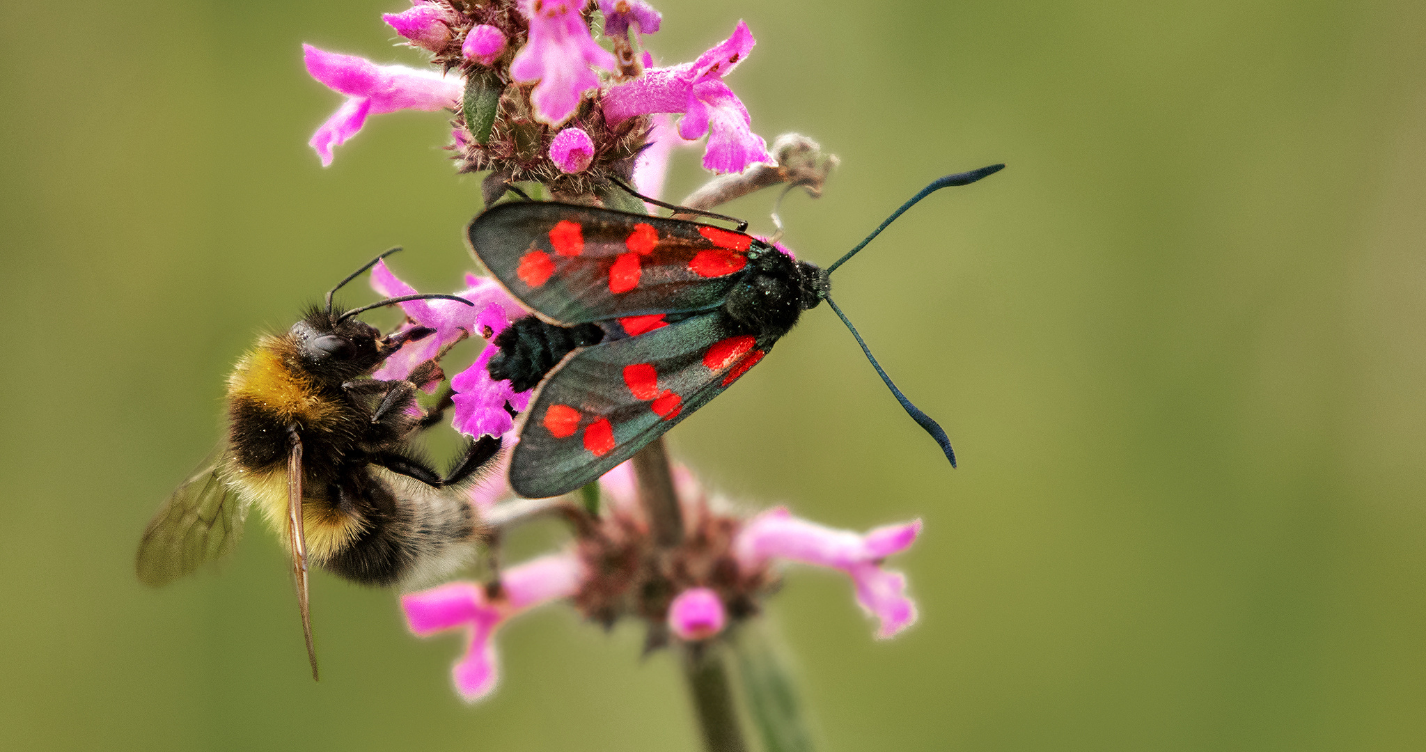 Sechsfleckwidderchen und Hummel auf Blüte 001 