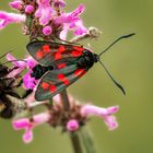 Sechsfleckwidderchen und Hummel auf Blüte 001 