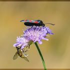 Sechsfleckwidderchen und Schwebfliege