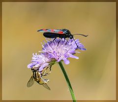 Sechsfleckwidderchen und Schwebfliege