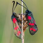 Sechsfleckwidderchen (Zygaena filipendulae)