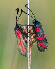 Sechsfleckwidderchen (Zygaena filipendulae)