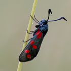 Sechsfleckwidderchen (Zygaena filipendulae)