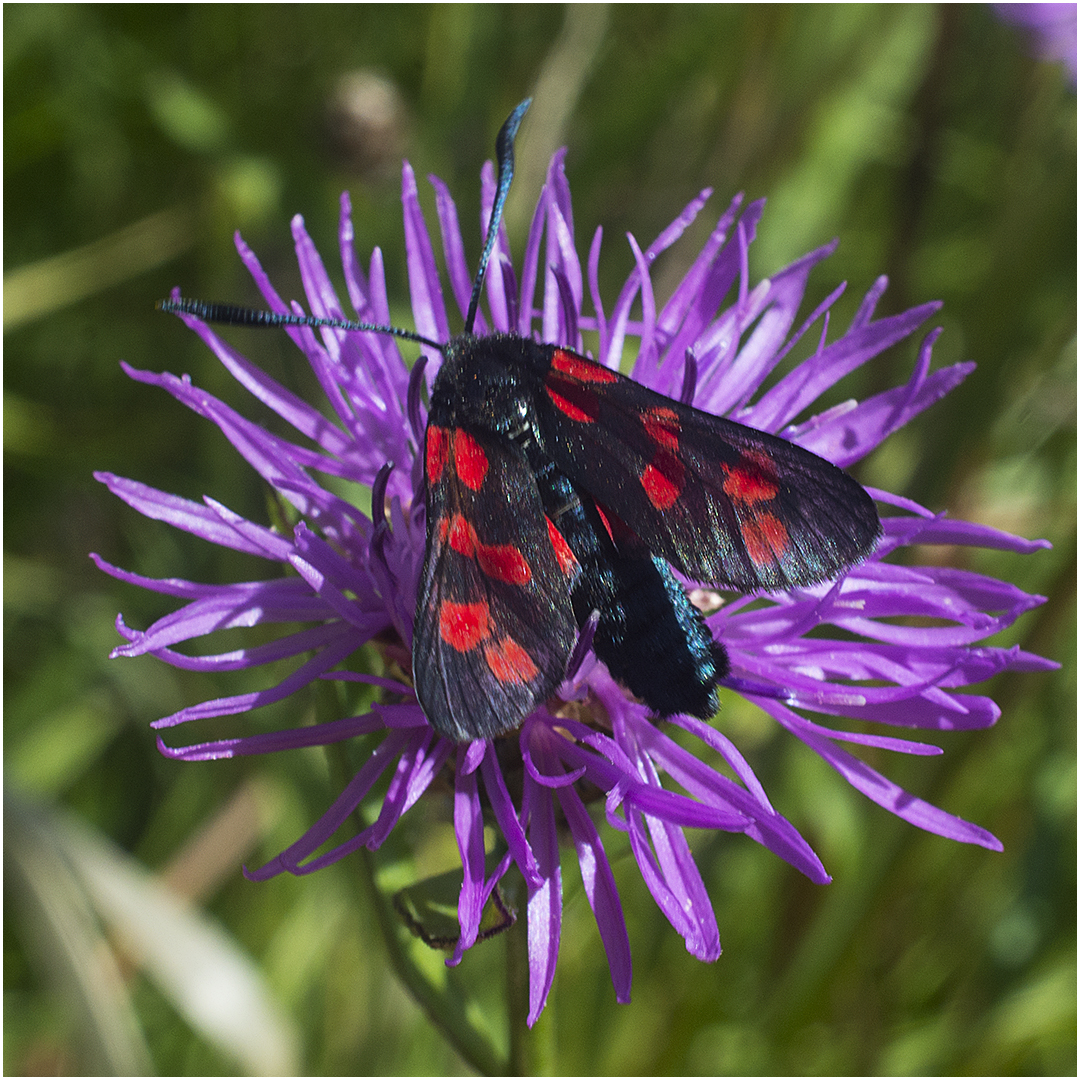 Sechsfleckwidderchen - Zygaena filipendulae