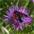 Sechsfleckwidderchen - Zygaena filipendulae