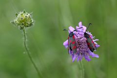 Sechsfleckwidderchen (Zygaena filipendulae)