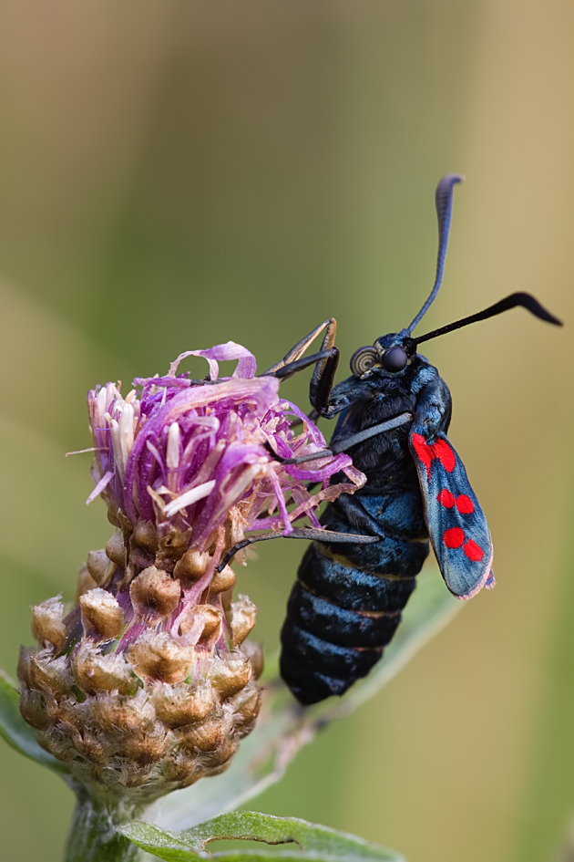 Sechsfleckwidderchen (Zygaena filipendulae)