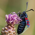 Sechsfleckwidderchen (Zygaena filipendulae)