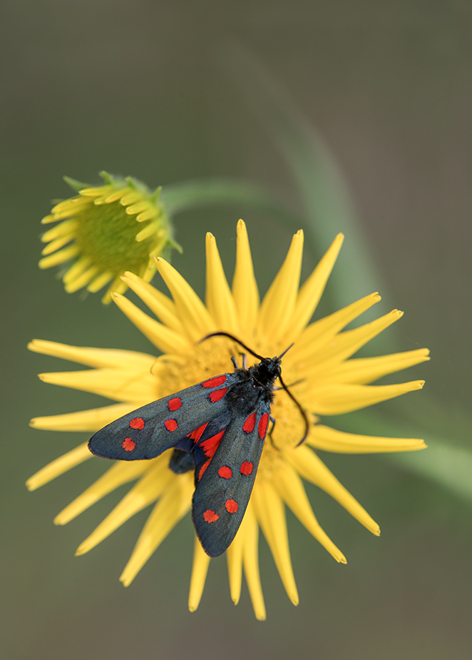 Sechsfleckwidderchen (Zygaena filipendulae) auf Arnica montana