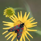 Sechsfleckwidderchen (Zygaena filipendulae) auf Arnica montana