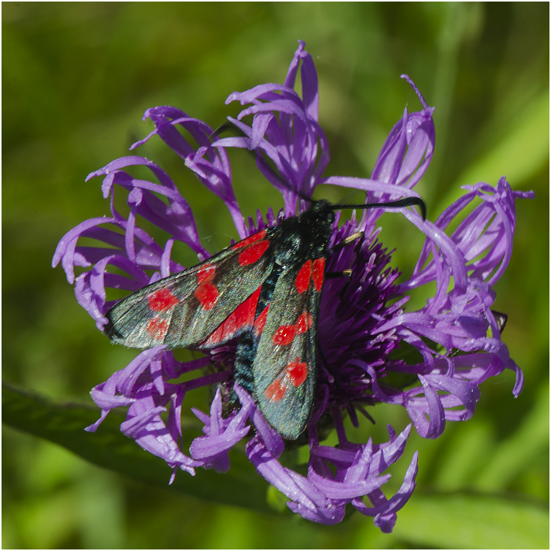 Sechsfleckwidderchen - Zygaena filipendulae