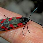 Sechsfleckwidderchen (Zygaena filipendulae) - La Zygène de la filipendule.