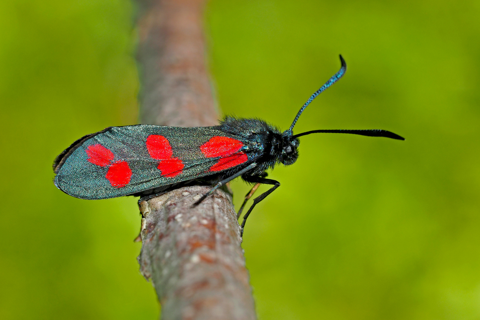 Sechsfleckwidderchen (Zygaena filipendulae) - La Zygène de la filipendule.