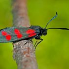 Sechsfleckwidderchen (Zygaena filipendulae) - La Zygène de la filipendule.