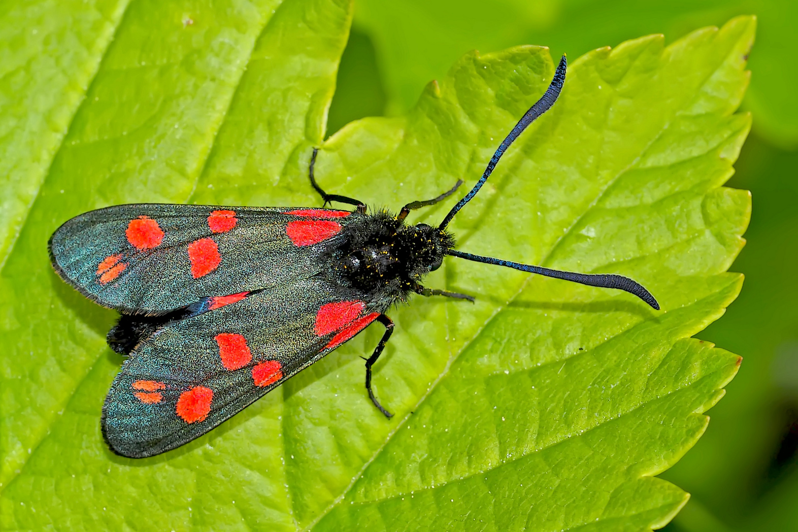 Sechsfleckwidderchen  (Zygaena filipendulae) -  La Zygène de la filipendule.