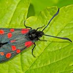 Sechsfleckwidderchen  (Zygaena filipendulae) -  La Zygène de la filipendule.